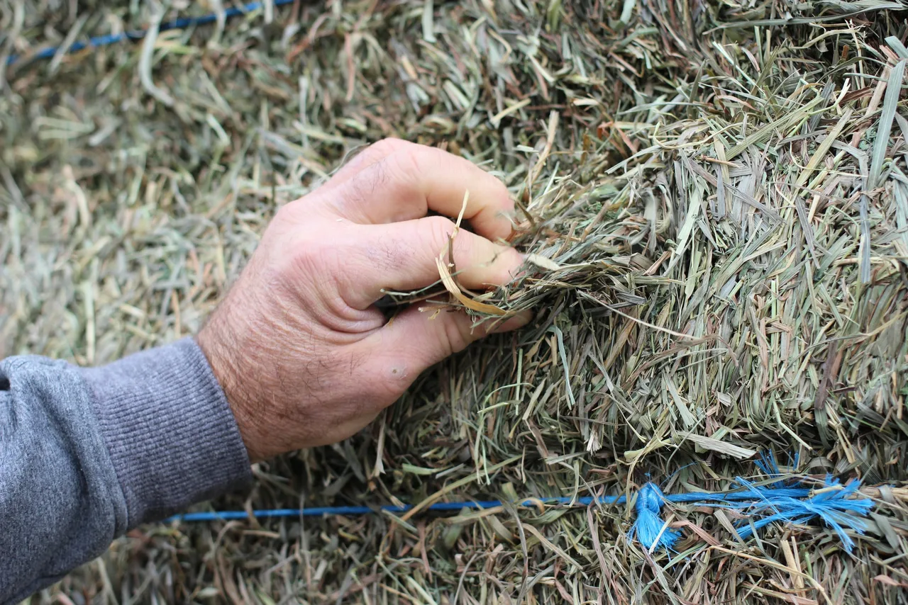Une main inspecte le foin d’une balle.